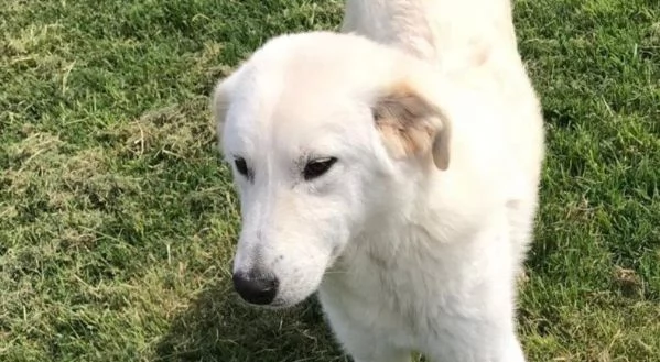 ZIGULi' cucciolone da amare per sempre | Foto 1