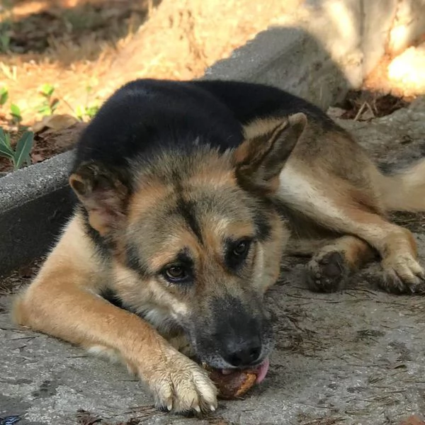 Whisky, strepitoso mix Pastore tedesco husky