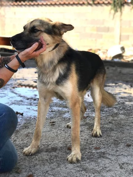 Whisky, strepitoso mix Pastore tedesco husky | Foto 7