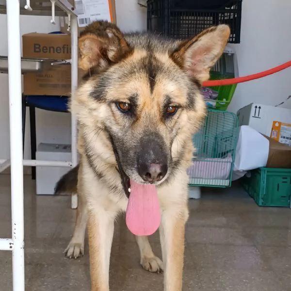 Whisky, strepitoso mix Pastore tedesco husky | Foto 6