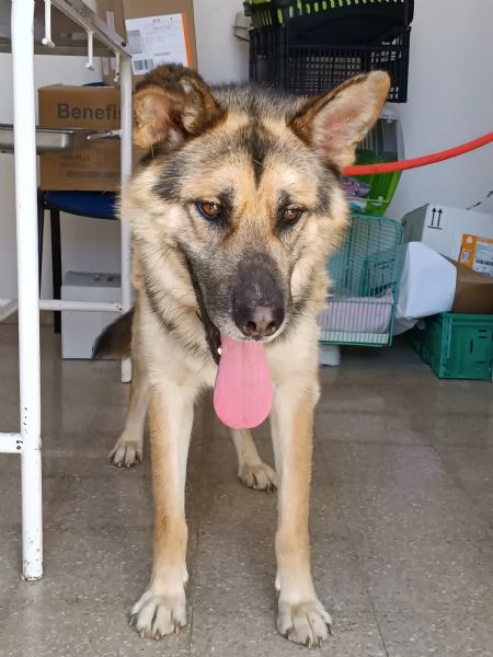 Whisky, strepitoso mix Pastore tedesco husky | Foto 5