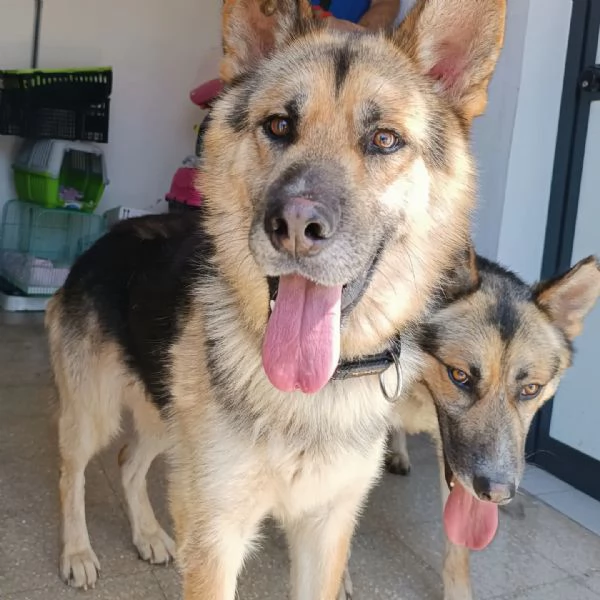 Whisky, strepitoso mix Pastore tedesco husky | Foto 4