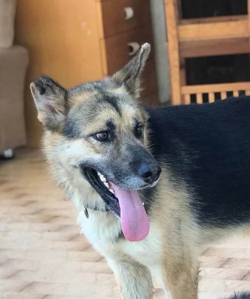 Whisky, strepitoso mix Pastore tedesco husky | Foto 3