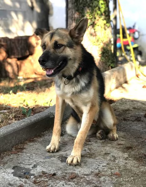 Whisky, strepitoso mix Pastore tedesco husky | Foto 2