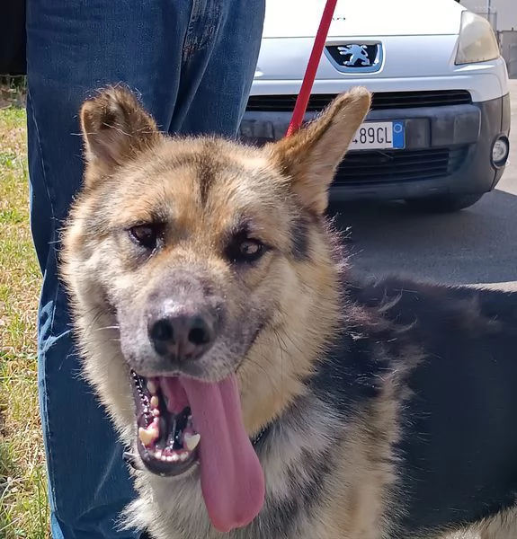 Whisky, strepitoso mix Pastore tedesco husky | Foto 1