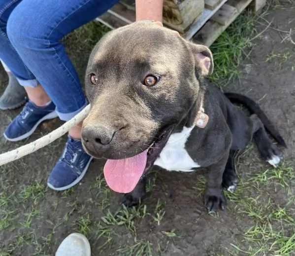 Magico Tyson dal cuore grande | Foto 7