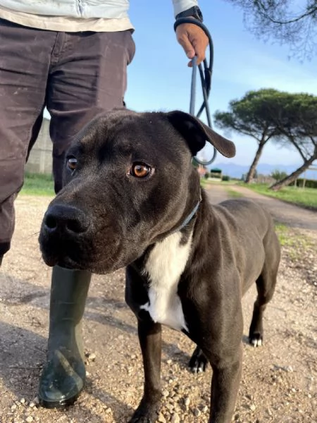 Magico Tyson dal cuore grande | Foto 5