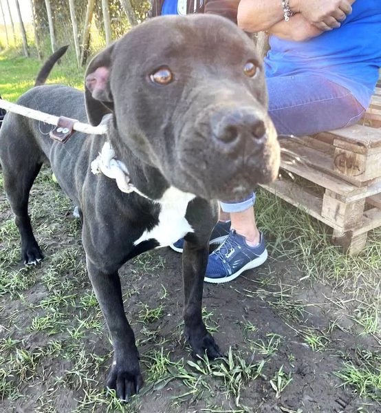 Magico Tyson dal cuore grande | Foto 4