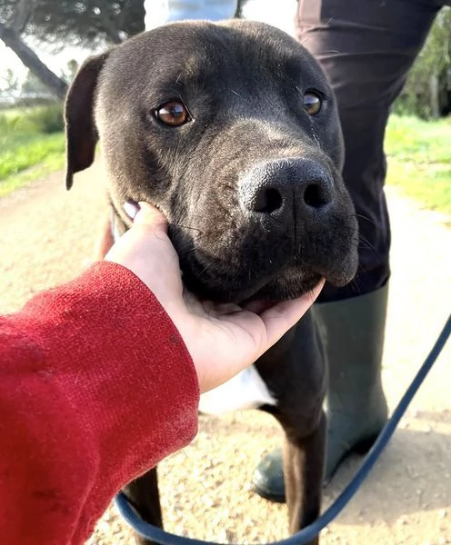 Magico Tyson dal cuore grande | Foto 3