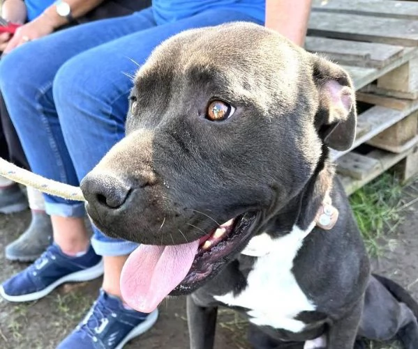 Magico Tyson dal cuore grande | Foto 1