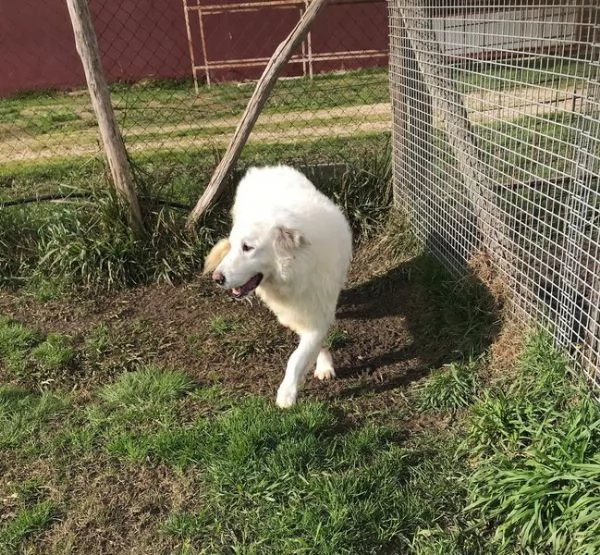 BATUFFOLOSO RUSSEL, ADOZIONE DEL CUORE | Foto 7