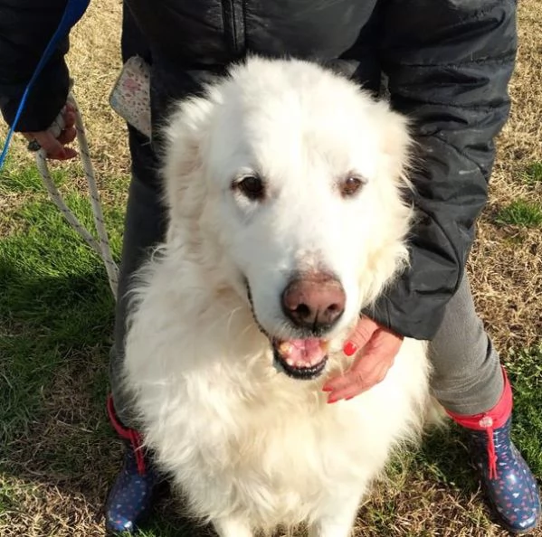 BATUFFOLOSO RUSSEL, ADOZIONE DEL CUORE