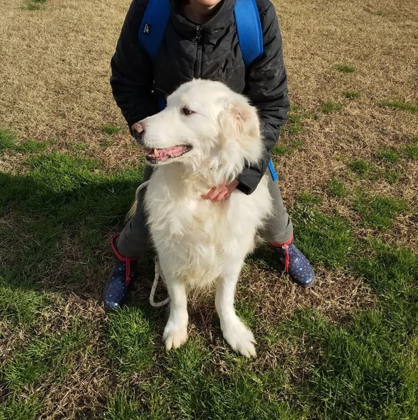 BATUFFOLOSO RUSSEL, ADOZIONE DEL CUORE | Foto 6