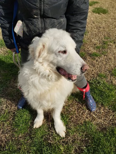 BATUFFOLOSO RUSSEL, ADOZIONE DEL CUORE | Foto 4