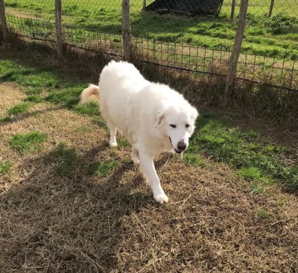 BATUFFOLOSO RUSSEL, ADOZIONE DEL CUORE | Foto 1