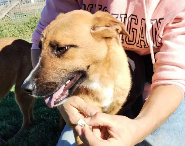 VULCANO mini pastorello 