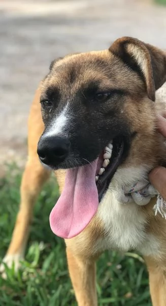 VULCANO mini pastorello  | Foto 5