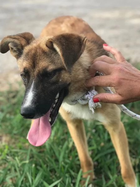 VULCANO mini pastorello  | Foto 3