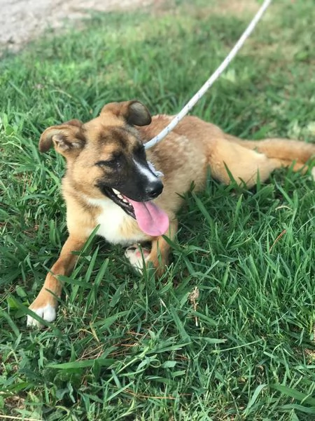 VULCANO mini pastorello  | Foto 2