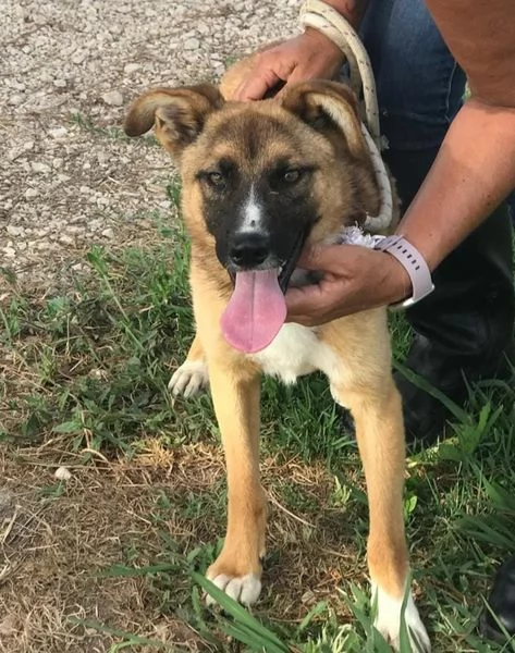 VULCANO mini pastorello  | Foto 1