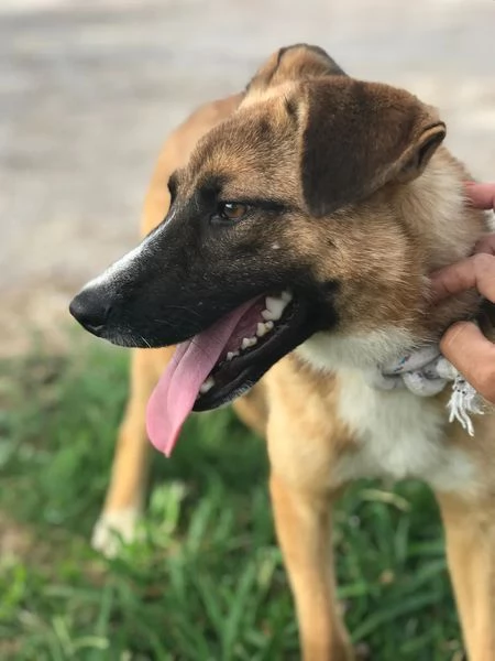 VULCANO mini pastorello  | Foto 0