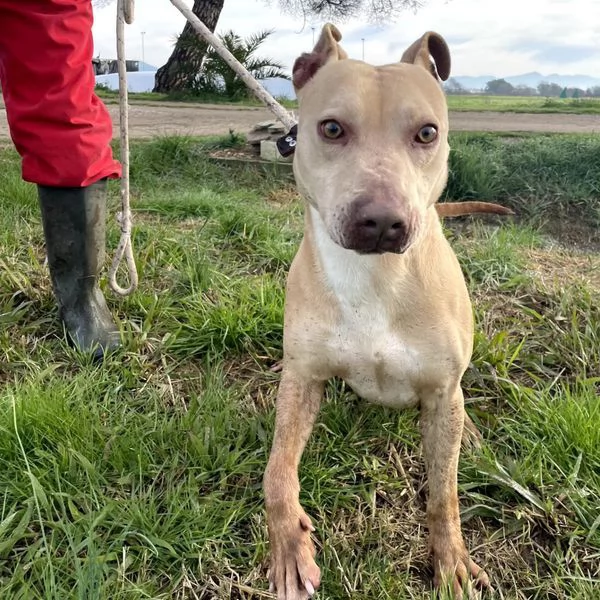 FURBY, argento vivo in corpo e occhi verdi