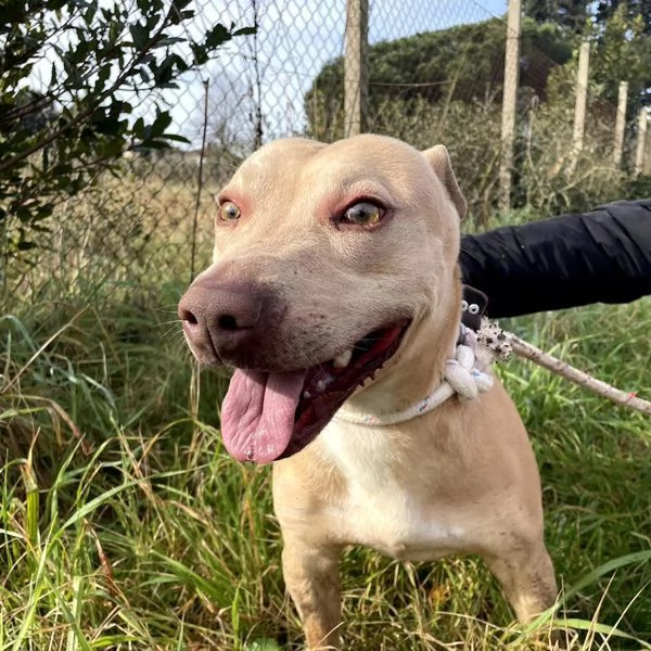 FURBY, argento vivo in corpo e occhi verdi | Foto 3