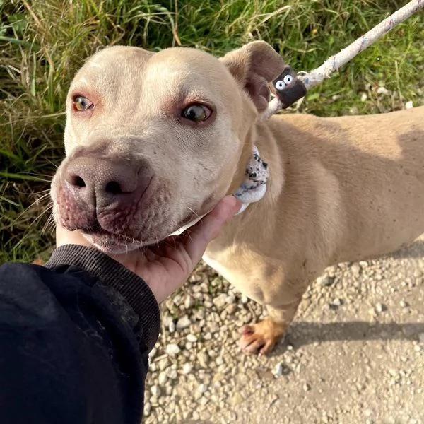 FURBY, argento vivo in corpo e occhi verdi | Foto 2