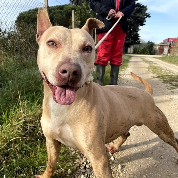 FURBY, argento vivo in corpo e occhi verdi | Foto 0