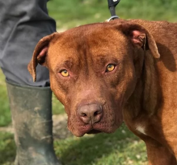 EVANDER, sguardo malinconico che conquista tutti | Foto 6