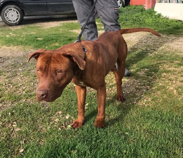 EVANDER, sguardo malinconico che conquista tutti | Foto 5