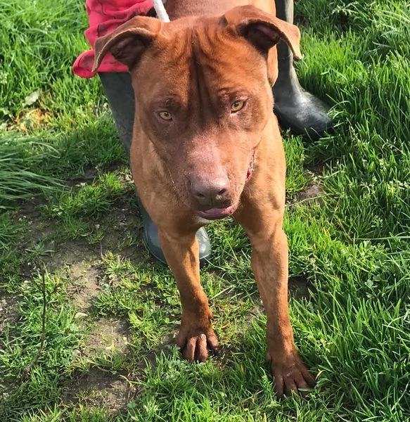 EVANDER, sguardo malinconico che conquista tutti | Foto 4