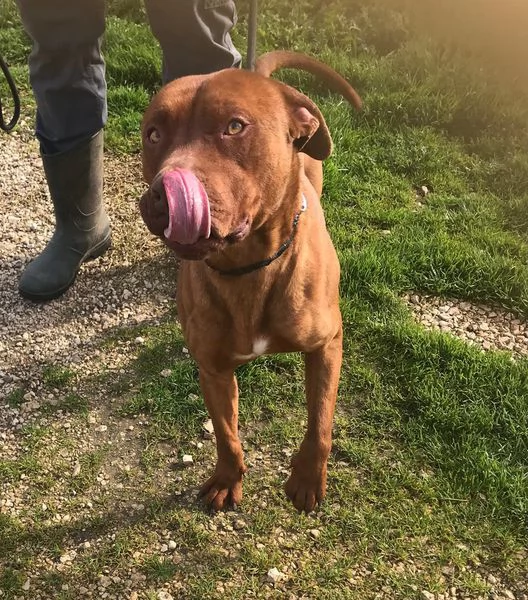 EVANDER, sguardo malinconico che conquista tutti | Foto 3