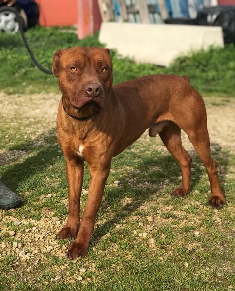 EVANDER, sguardo malinconico che conquista tutti | Foto 0