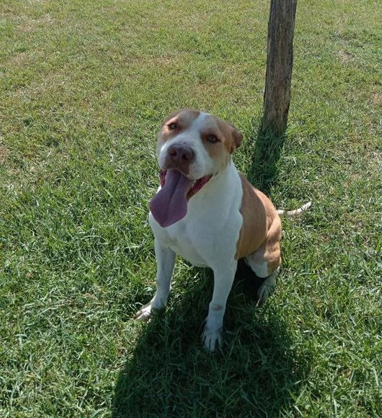 Flo, stratosferico pitbull dagli occhi profondi  | Foto 6