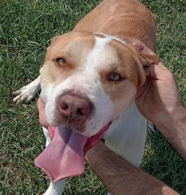 Flo, stratosferico pitbull dagli occhi profondi  | Foto 5