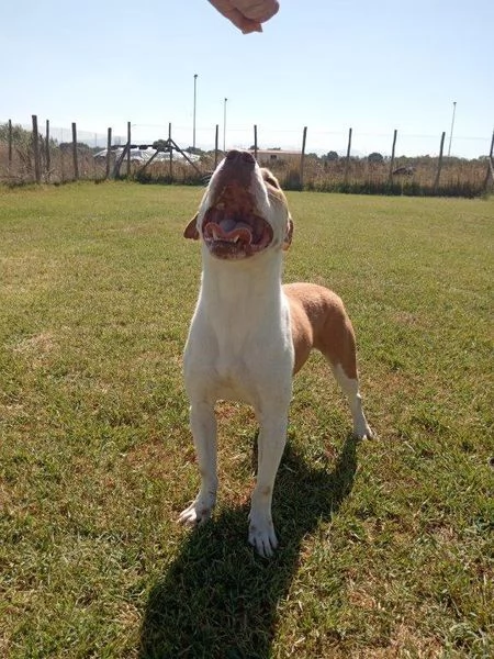 Flo, stratosferico pitbull dagli occhi profondi  | Foto 3