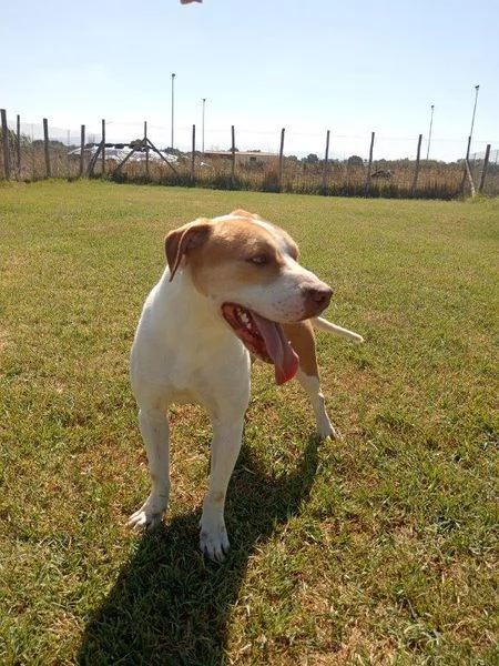 Flo, stratosferico pitbull dagli occhi profondi  | Foto 2