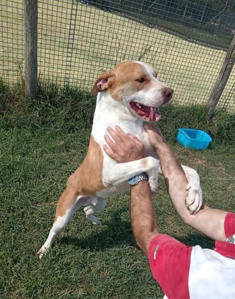 Flo, stratosferico pitbull dagli occhi profondi  | Foto 1