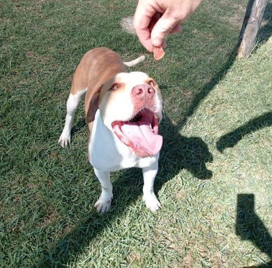 Flo, stratosferico pitbull dagli occhi profondi  | Foto 0