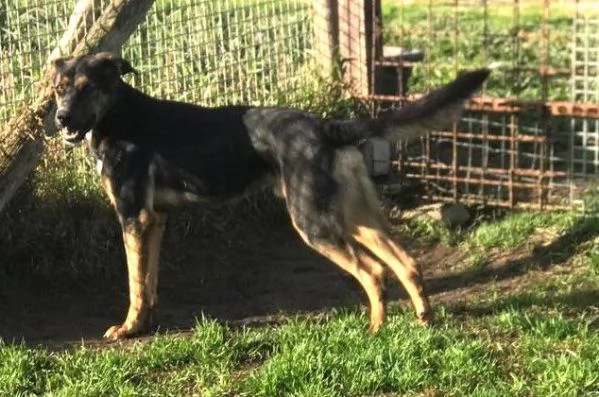 Alfred, occhi dolci e cuore grande | Foto 5