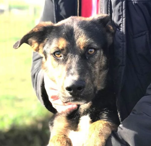 Alfred, occhi dolci e cuore grande