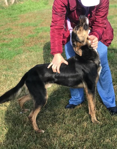 Alfred, occhi dolci e cuore grande | Foto 4