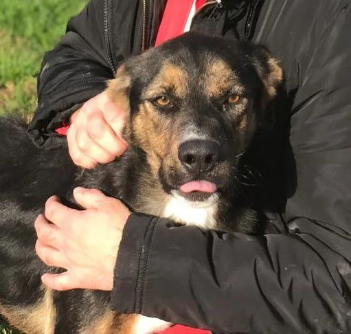 Alfred, occhi dolci e cuore grande | Foto 3