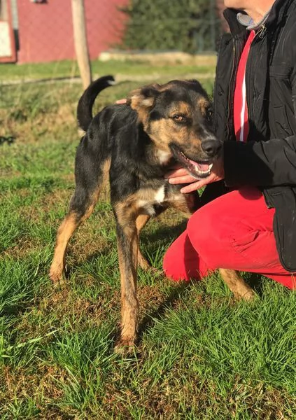 Alfred, occhi dolci e cuore grande | Foto 2