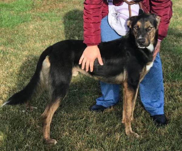 Alfred, occhi dolci e cuore grande | Foto 1