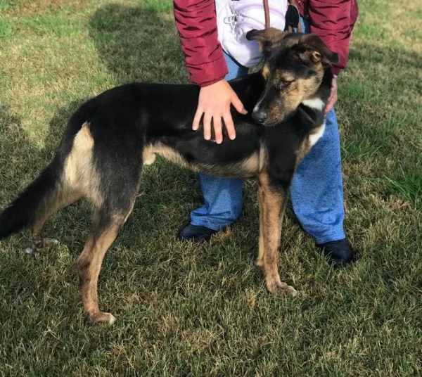 Alfred, occhi dolci e cuore grande | Foto 0