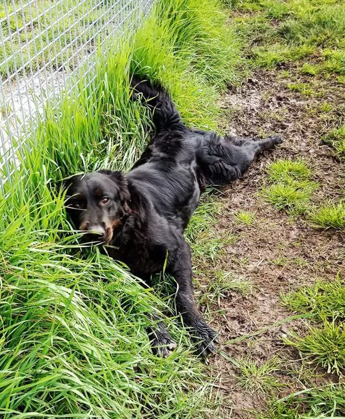 ANTONIA, mix labradorina cioccolato | Foto 6