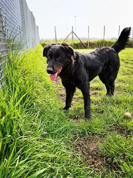 ANTONIA, mix labradorina cioccolato