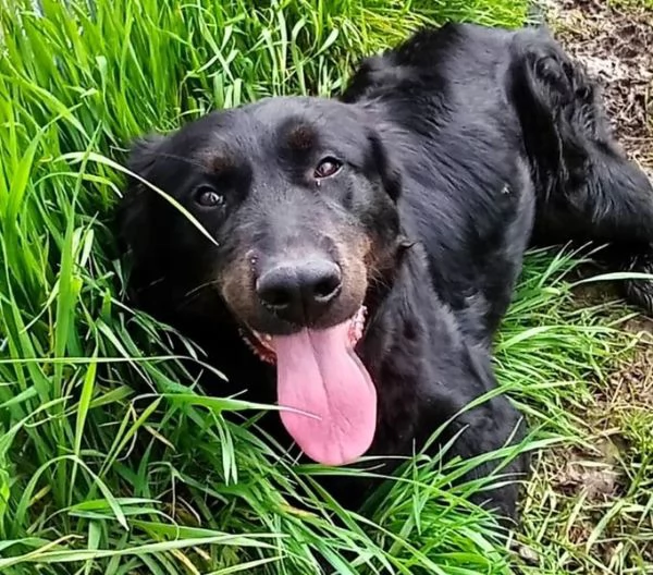 ANTONIA, mix labradorina cioccolato | Foto 5